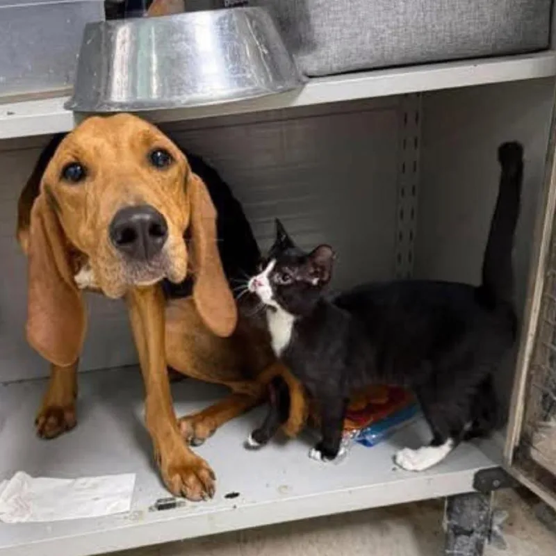 An adult medium-sized male Brown / Chocolate Hound dog named Drake for adoption in Alexandria, VA