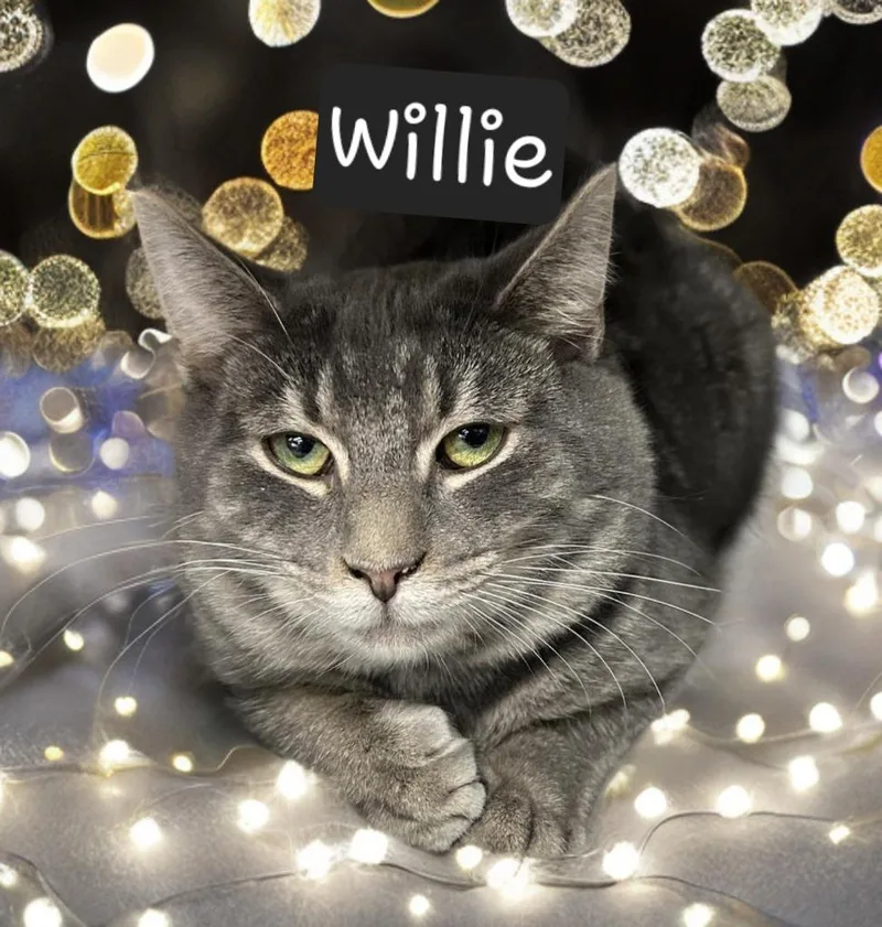 An adult large-sized male Domestic Short Hair cat named Willie for adoption in Jim Thorpe, PA