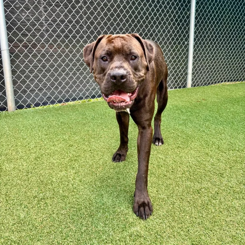 A young large-sized male Brown / Chocolate Pit Bull Terrier dog named Skeeter for adoption in Parkersburg, WV