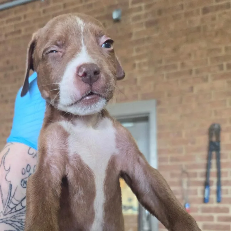 A baby small-sized female Pit Bull Terrier dog named Honey for adoption in Birmingham, AL