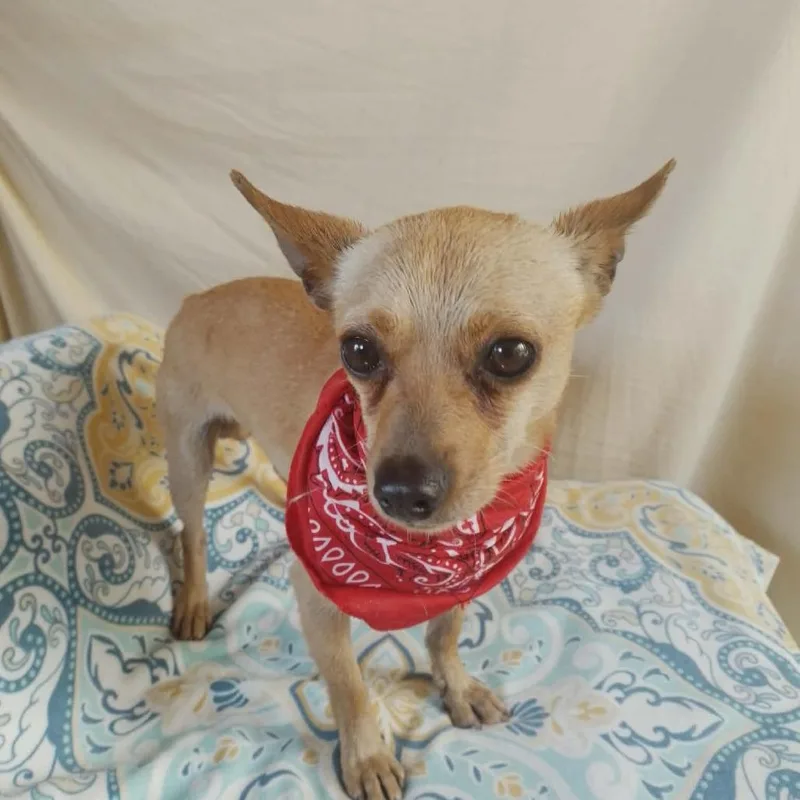An adult small-sized male Yellow / Tan / Blond / Fawn Chihuahua dog named Taquito for adoption in San Diego, CA