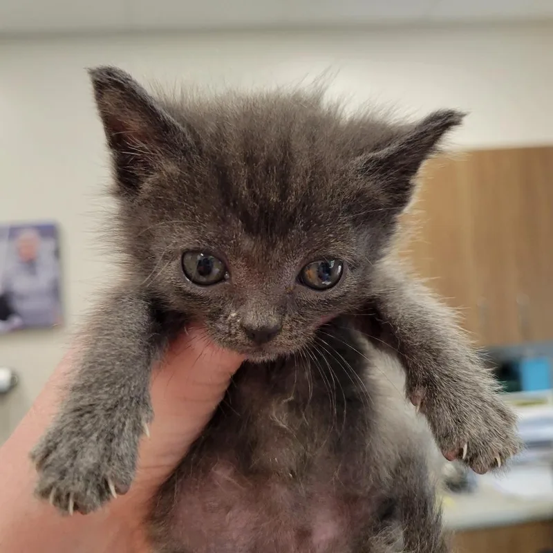 A baby small-sized female Gray / Blue / Silver Domestic Short Hair cat named Delilah for adoption in Nashville, IN
