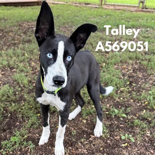Talley