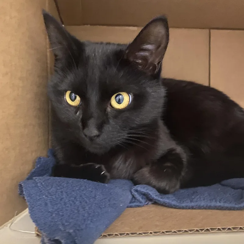An adult medium-sized female Black Domestic Short Hair cat named Scrabble for adoption in Elyria, OH