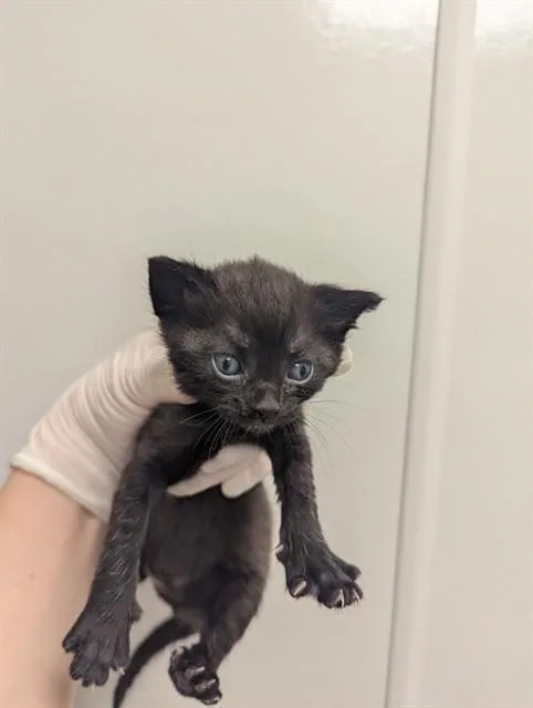 A baby small-sized female Domestic Short Hair cat named Jasmine for adoption in Ontario, CA