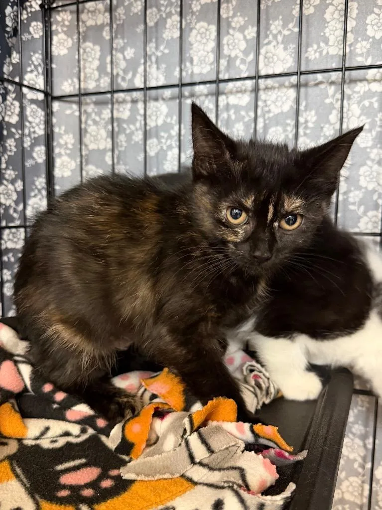 A baby medium-sized female Domestic Short Hair cat named Cake Walk for adoption in Cincinnati, OH