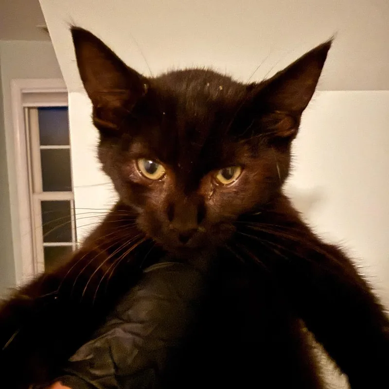 A baby small-sized male Black Domestic Short Hair cat named Rafferty for adoption in Alexandria, VA