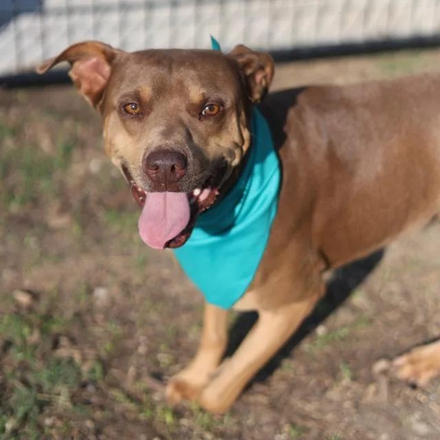 An adult medium-sized male American Staffordshire Terrier dog named Rosco for adoption in San Antonio, TX