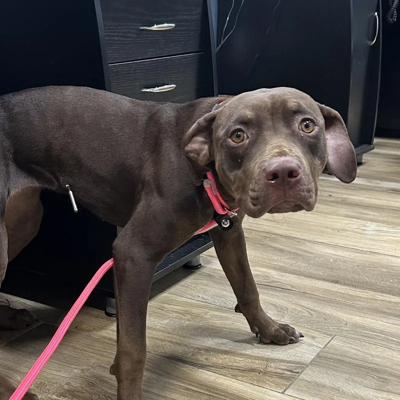 A young medium-sized female Red / Chestnut / Orange Pit Bull Terrier dog named Royal for adoption in Newark, NJ