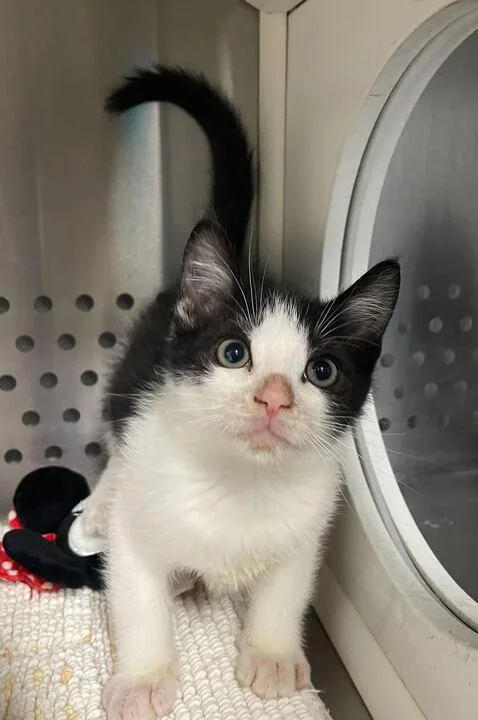 A baby small-sized male Domestic Short Hair cat named Sun for adoption in Jackson, MI