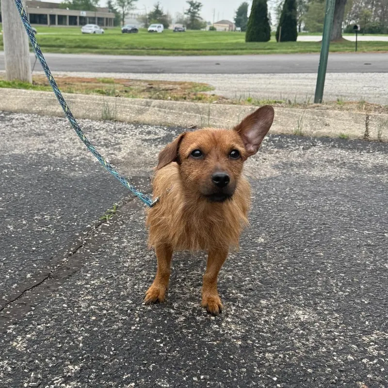 An adult small-sized male Yellow / Tan / Blond / Fawn Wirehaired Dachshund dog named Mutton Chops for adoption in Louisville, KY