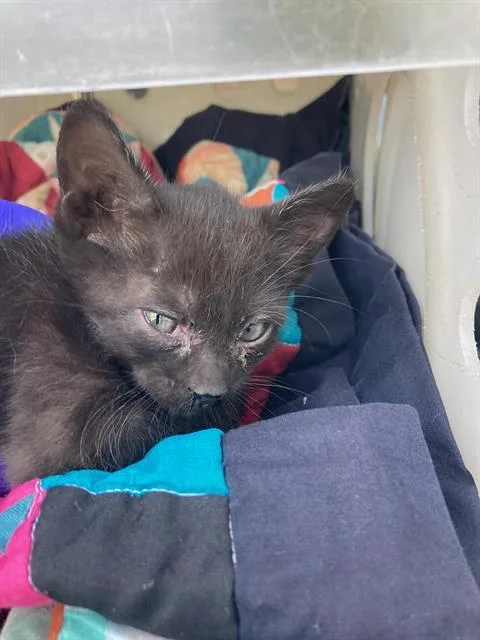 A baby small-sized male Domestic Short Hair cat named Chauncey for adoption in Dallas, TX