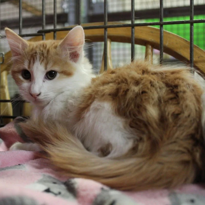 A young medium-sized male Domestic Long Hair cat named Cinnamon for adoption in Billings, MT