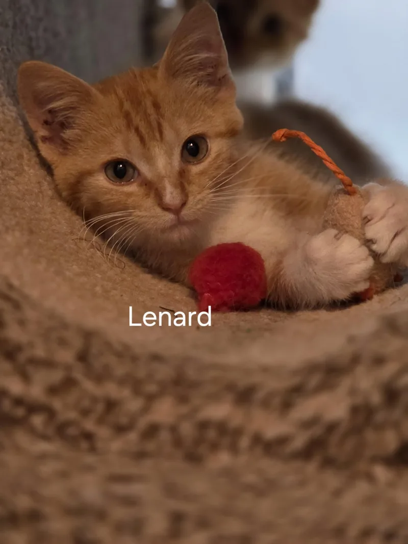 A baby large-sized male Domestic Short Hair cat named Leonard for adoption in Medford, WI