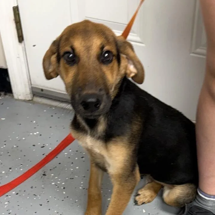 A baby small-sized male Shepherd dog named Peanut for adoption in New Tazewell, TN