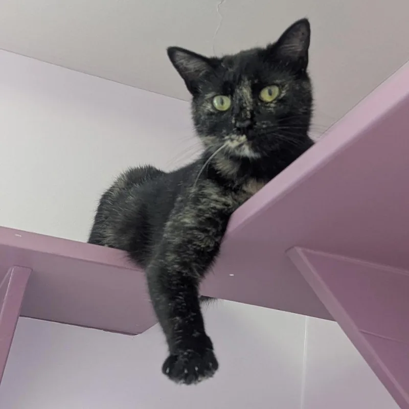 A young medium-sized female Tortoiseshell Domestic Short Hair cat named Ruby for adoption in Fenton, MI