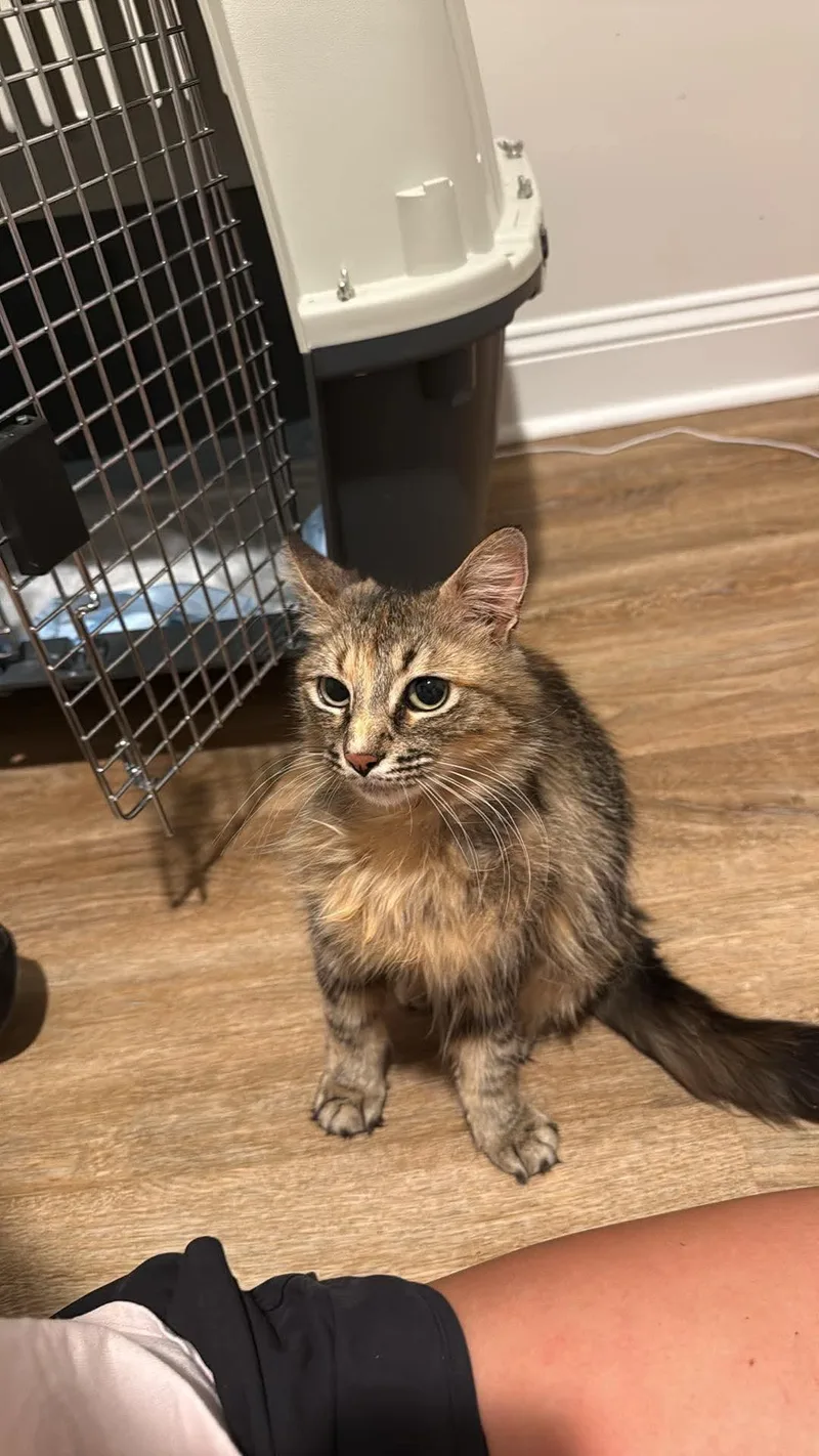 A young medium-sized female Tabby (Brown / Chocolate) Domestic Long Hair cat named Wendy for adoption in Aberdeen, NC