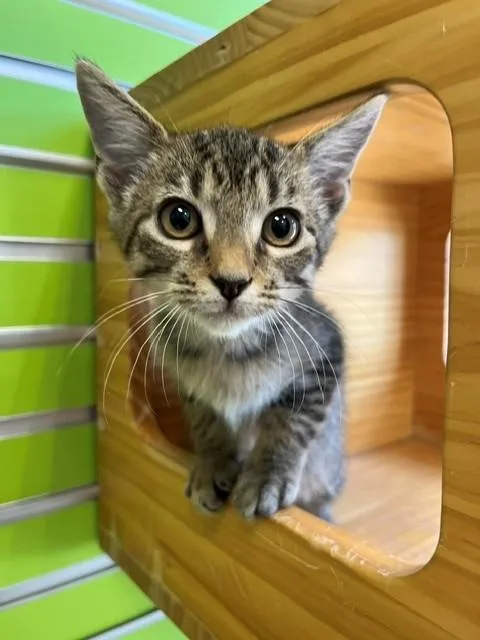 A young small-sized male Tabby (Brown / Chocolate) Domestic Short Hair cat named Erwin for adoption in Tyler, TX