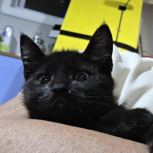 A baby small-sized male Black Domestic Short Hair cat named Mikey and Ike for adoption in Verona, NJ