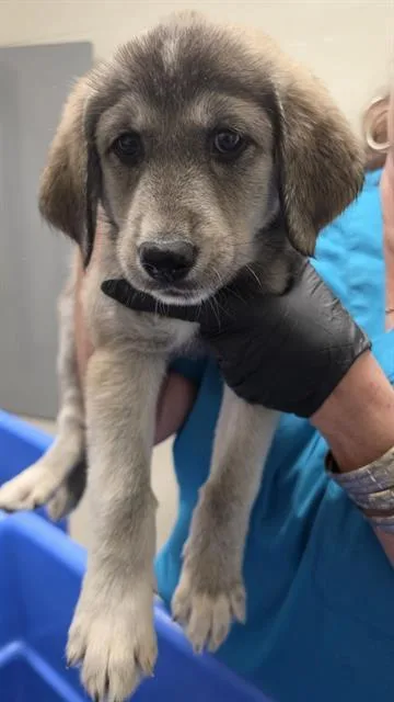A baby small-sized female Husky dog named Squrriel for adoption in Auburn, CA
