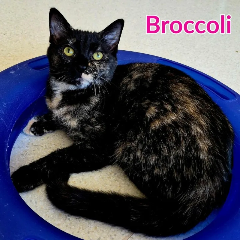 A baby medium-sized female Domestic Short Hair cat named Broccoli for adoption in North Saint Paul, MN