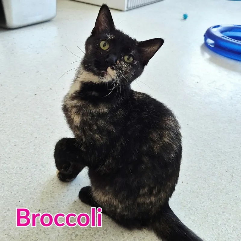 Broccoli thumbnail 2
