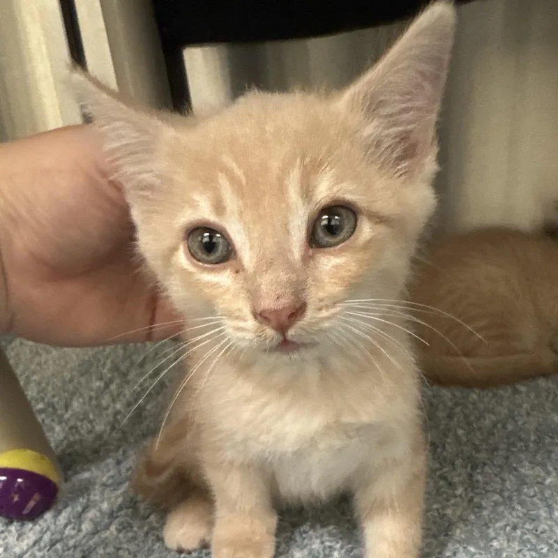 A baby small-sized male Buff / Tan / Fawn Domestic Short Hair cat named Pierre for adoption in Lynchburg, VA