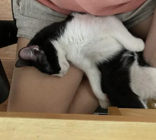 A baby small-sized female Domestic Short Hair cat named Baby Oreos for adoption in Tampa, FL
