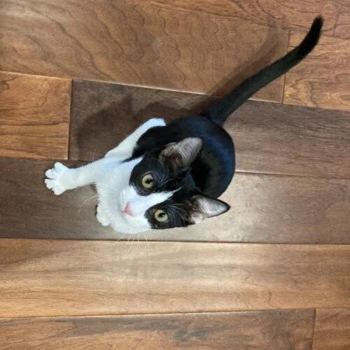 Baby Oreos thumbnail 2
