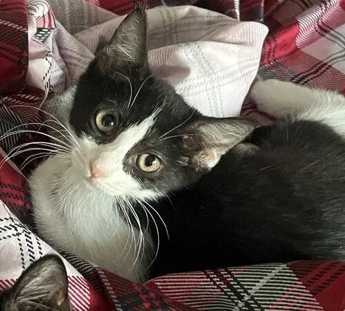 Baby Oreos thumbnail 3