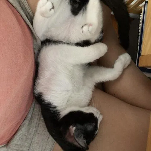 Baby Oreos thumbnail 6