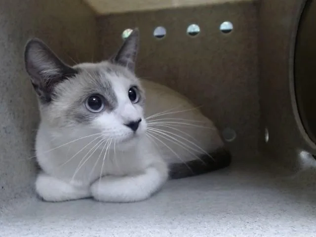 A young small-sized female Domestic Short Hair cat named A for adoption in Moreno Valley, CA