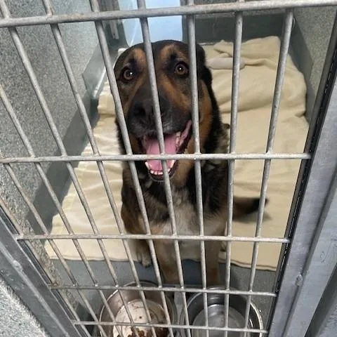 An adult large-sized male Brown / Chocolate German Shepherd Dog dog named Rocket for adoption in Hawthorne, CA