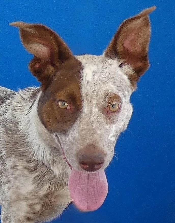 A young medium-sized female Pointer dog named Lacey for adoption in Pasadena, CA