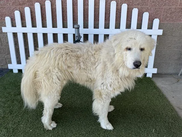 An adult extra large-sized male Great Pyrenees dog named Ghost for adoption in Modesto, CA