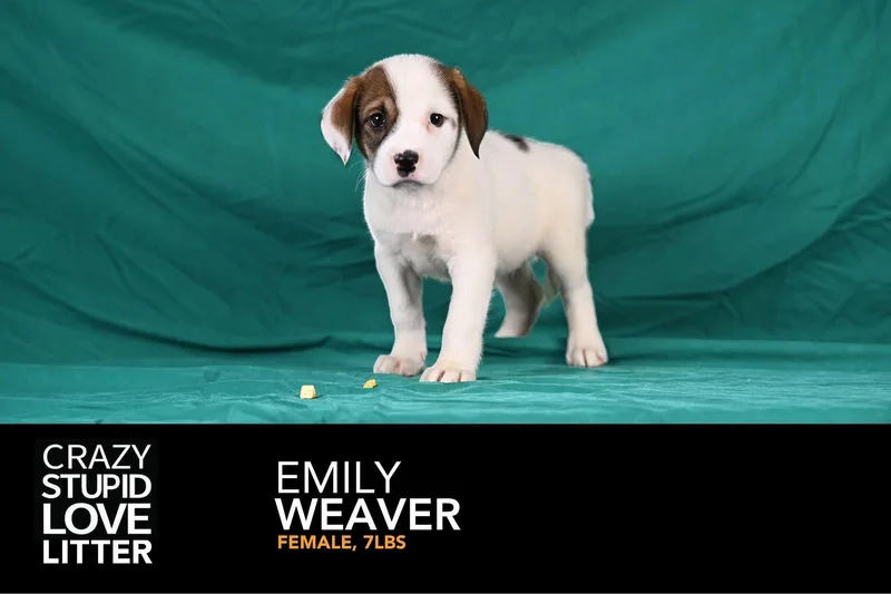 A baby medium-sized female Beagle dog named Emily Weaver for adoption in Newport, KY