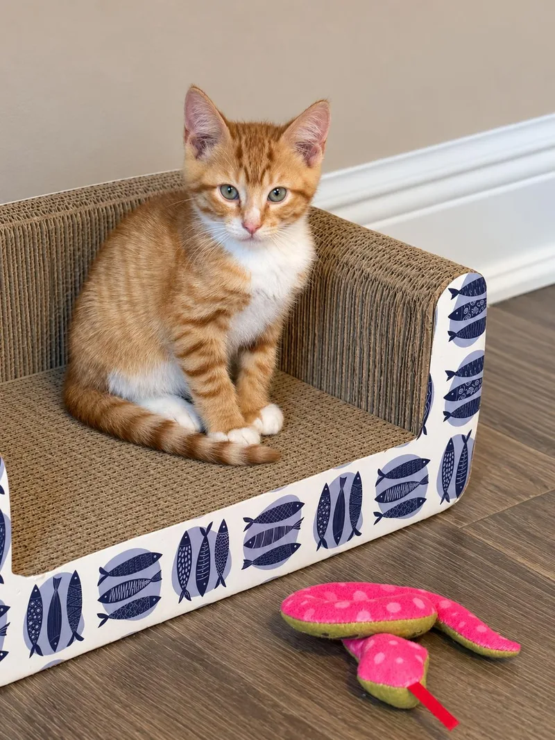 A baby medium-sized male Orange & White Domestic Short Hair cat named Bentley for adoption in Metairie, LA