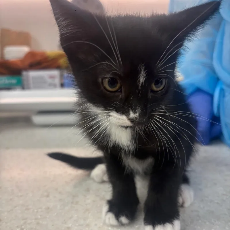 A baby small-sized female Black Domestic Short Hair cat named Macarena for adoption in New York, NY