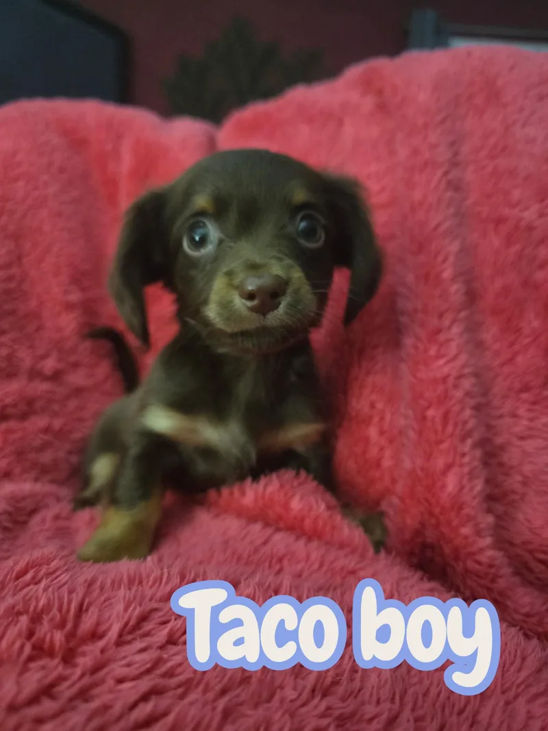 Taco