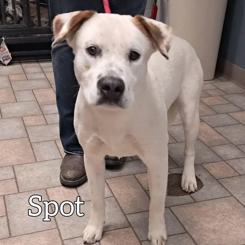 Spot