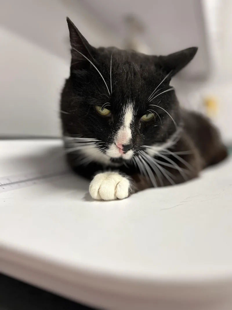 A young medium-sized male Tuxedo cat named Scooter for adoption in Mount Royal, NJ