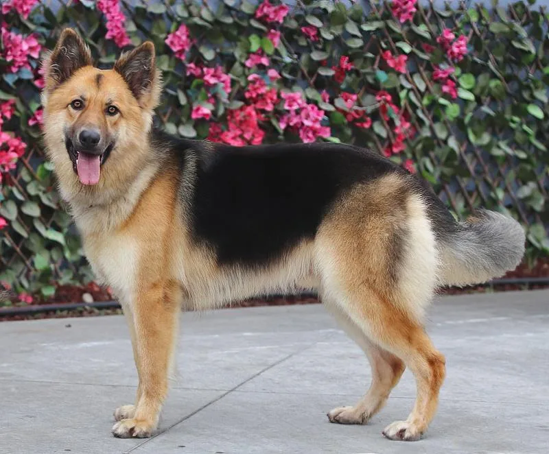 Denver Von Dohna" thumbnail 4