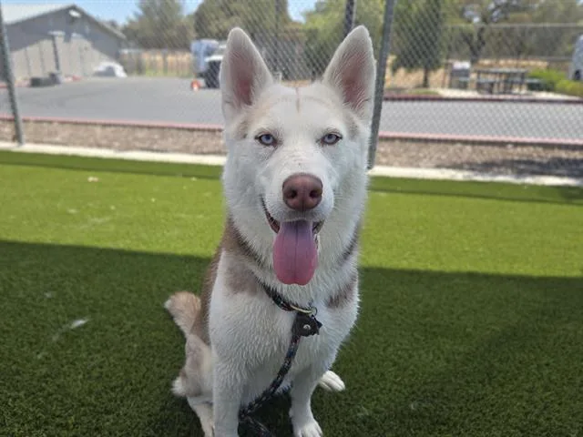 A young medium-sized female Husky dog named Yuki for adoption in Auburn, CA