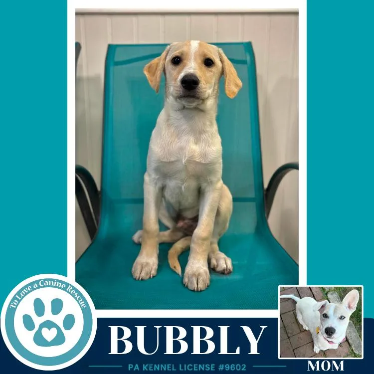 Bubbly