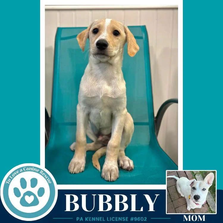Bubbly thumbnail 2