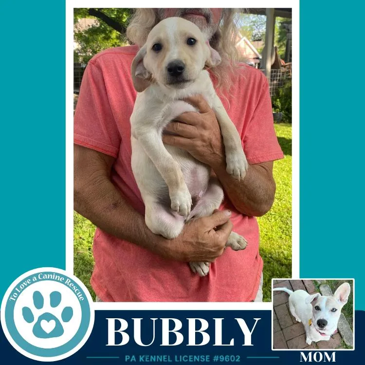 Bubbly thumbnail 3