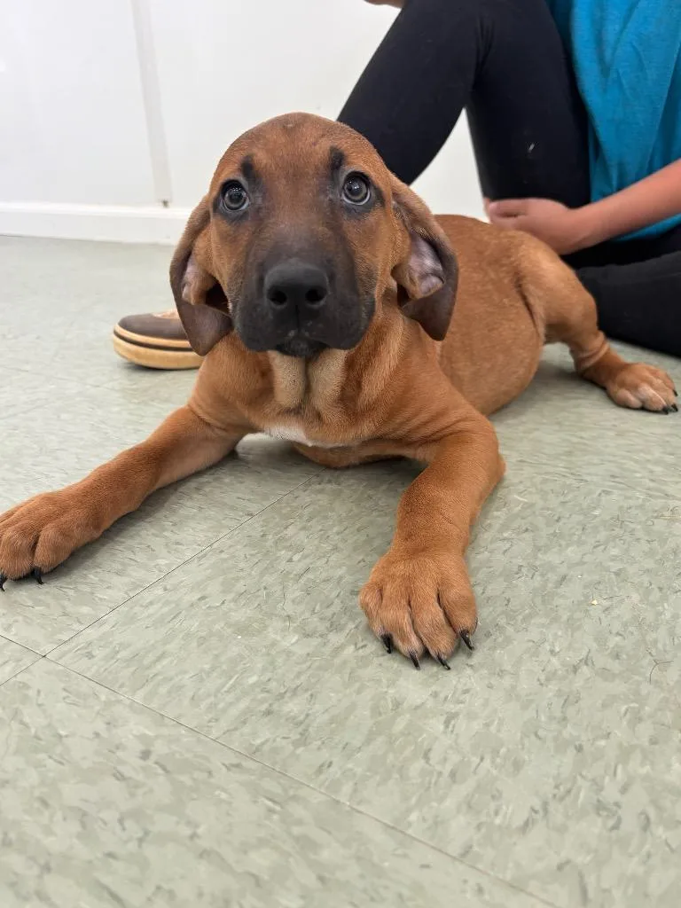 A baby medium-sized female Mixed Breed dog named Okra for adoption in Danielsville, GA
