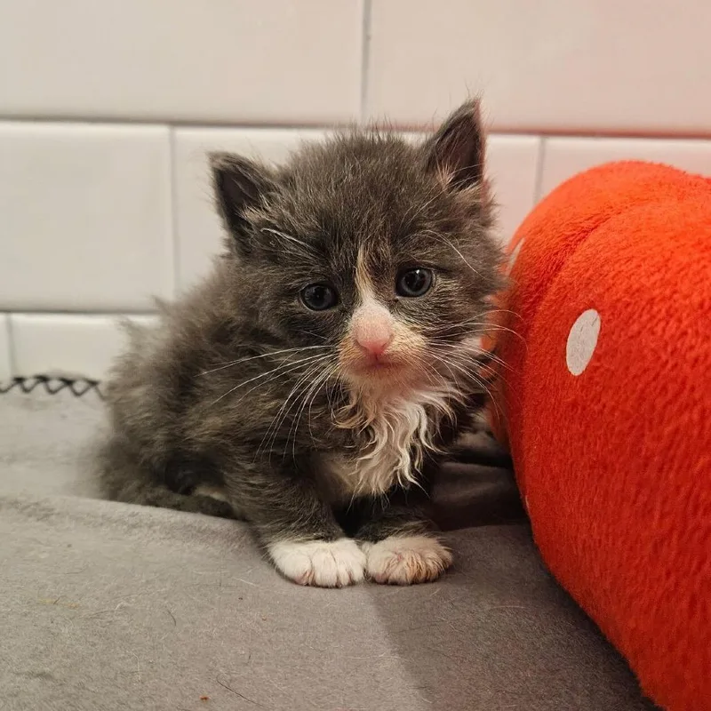 A baby small-sized male Gray / Blue / Silver Domestic Medium Hair cat named Yukon Gold for adoption in New York, NY