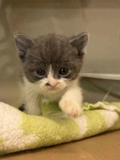 A baby small-sized female Domestic Short Hair cat named Solo for adoption in Bellevue, WA