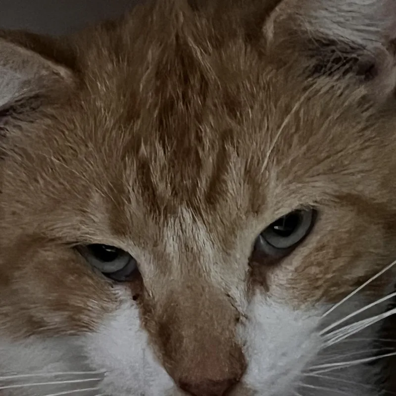 An adult medium-sized male Orange / Red Domestic Short Hair cat named Fat Fat for adoption in Madisonville, KY